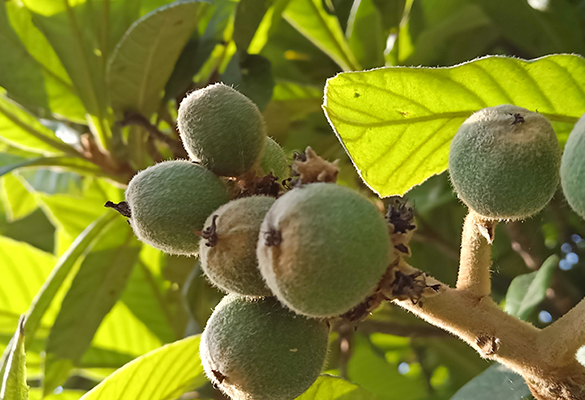 重慶陽光玫瑰葡萄 _花果園